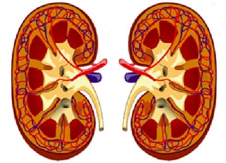 Kidney_Image_blog (1).jpg